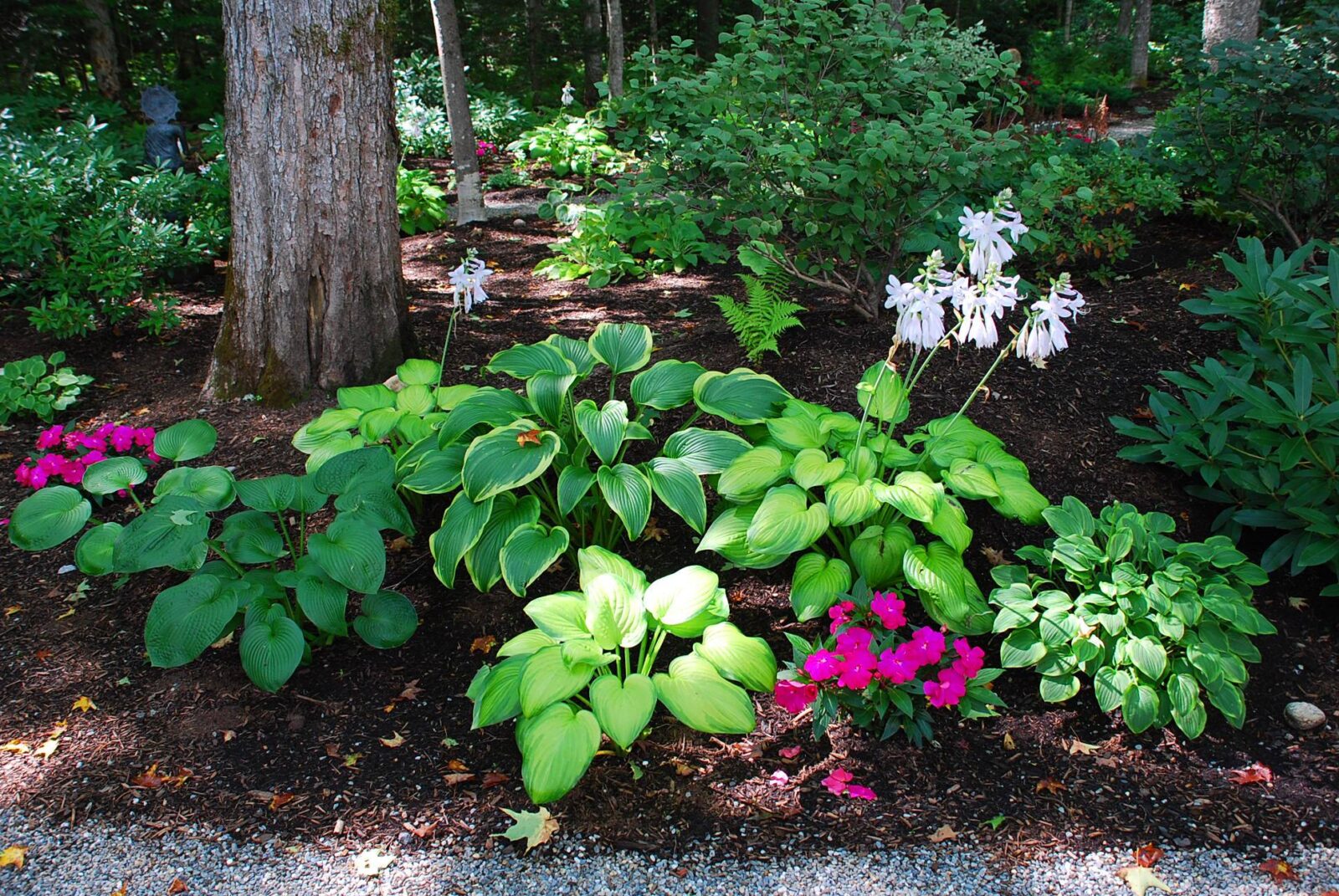 Hosta