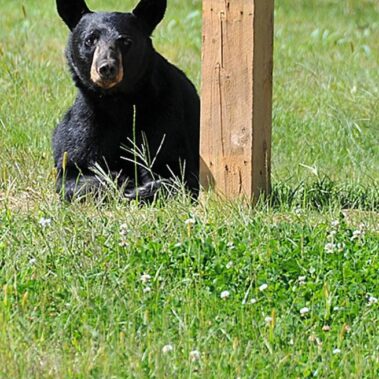 Boulder Meadows Local Neighbor Visits