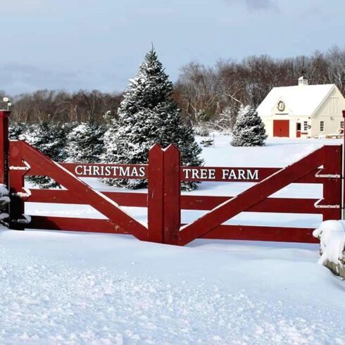 Christmas Tree Farm