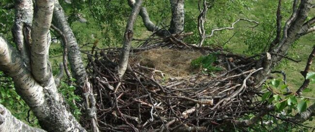 Haliaeetus_albicilla_empty_nest-1024×350